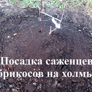 Абрикос