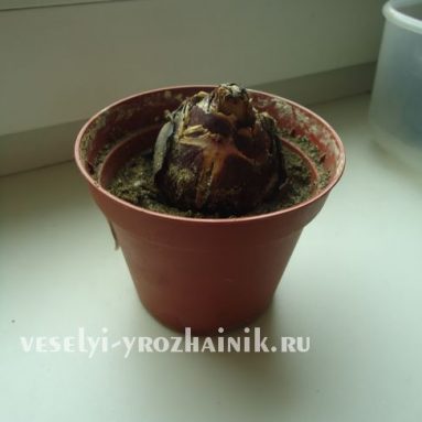 Как ухаживать за гиацинтом, и что делать после цветения