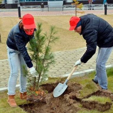 Посадка деревьев-крупномеров осенью