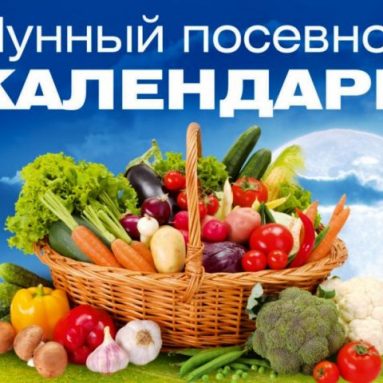 Лунный посевной календарь на январь 2020 года: советы садоводу и огороднику