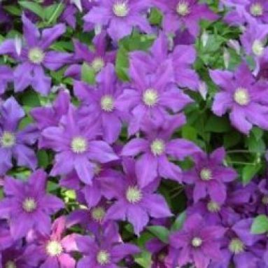 Уход за клематисом осенью и подготовка его к зиме