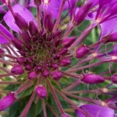 Выращивание клеомы из семян, когда сажать растение