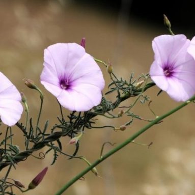 Как избавиться от полевого вьюнка на огороде навсегда: методы и их эффективность