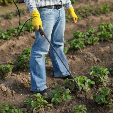 Базовые правила обработки клубники осенью: как обеспечить себе урожай на следующий год?