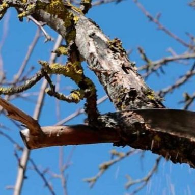 Обрезка яблонь осенью для начинающих