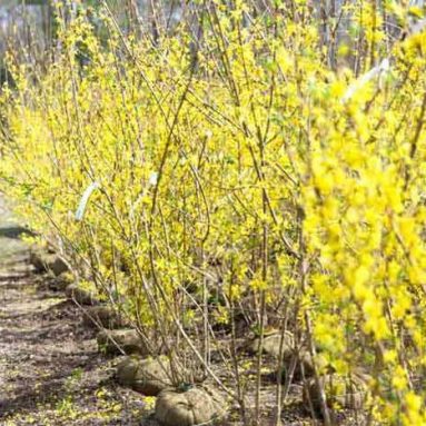 Посадка форзиции: как и сколько времени она цветёт, уход за растением