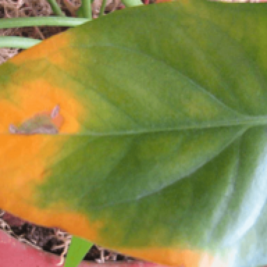 Почему желтеют кончики и края листьев у комнатных растений