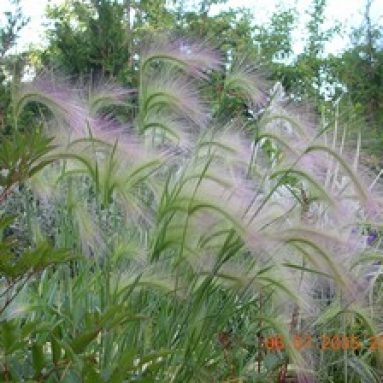 Злаки и декоративные злаковые растения