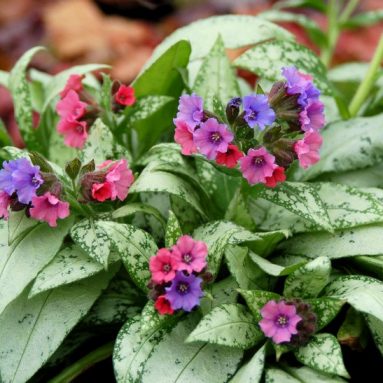 Медуница: посадка медунка и уход, виды