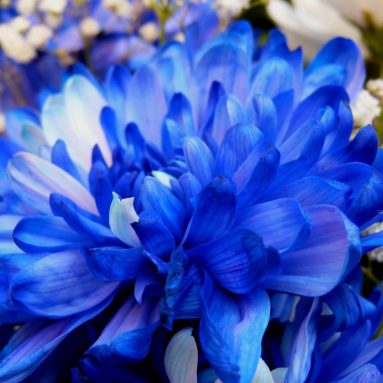 Звезда твоей клумбы: раскрываем секрет выращивания синих хризантем