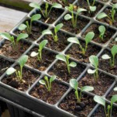 Какие цветы можно сеять в первой половине марта на рассаду