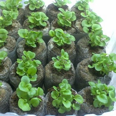 Выращивание петуний в торфяных таблетках: как их посадить