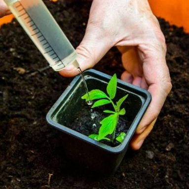 Как правильно поливать рассаду, чтобы она была крепкая и здоровая