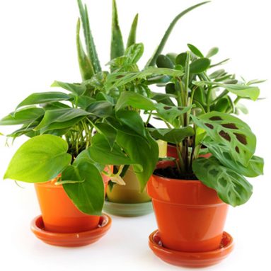 Как перевозить домашние растения зимой, чтобы они не погибли