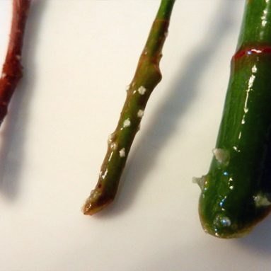 Как в домашних условиях размножить фикус Бенджамина?