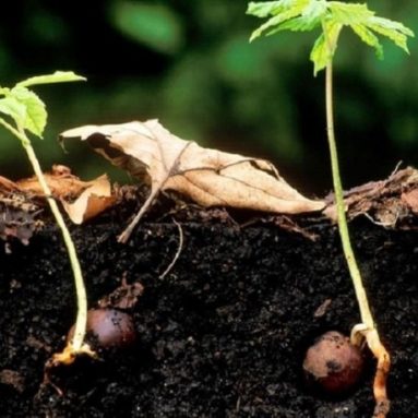 Дерево каштан — требования к посадке и уходу