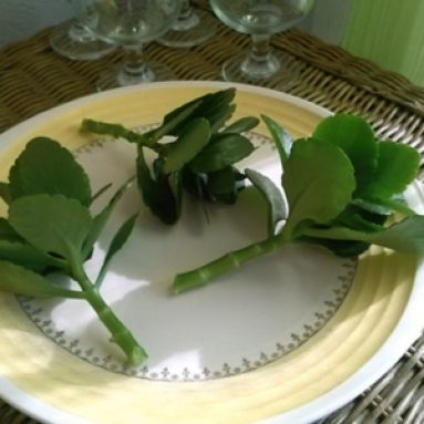 Как размножать каланхоэ в домашних условиях листом и черенками