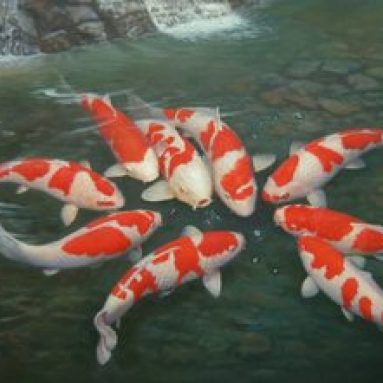 Разведение рыбы в пруду