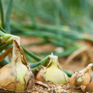 Только лучшие и проверенные сорта репчатого лука