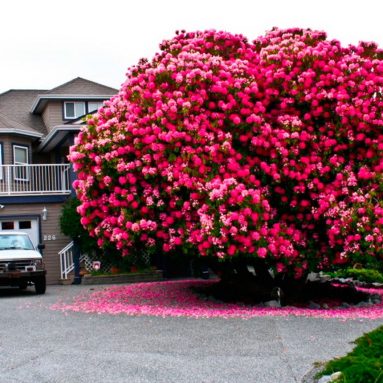 Не садите все подряд! Подбираем деревья для дачи со вкусом