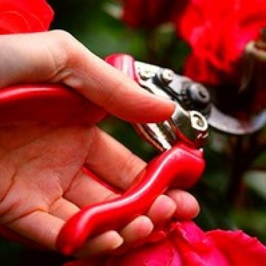 Как правильно провести обрезку роз на зиму