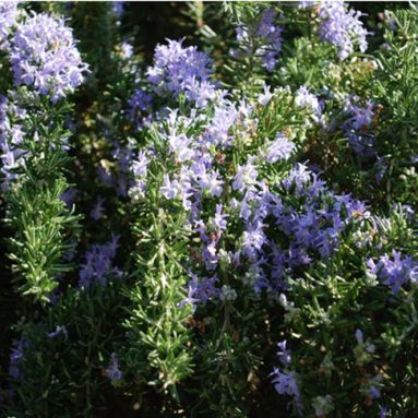 Как в домашних условиях вырастить розмарин из семян?