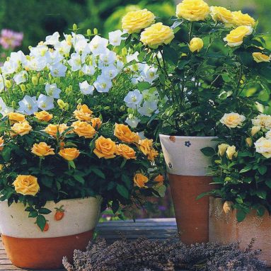 Первое правило — не навреди! Как правильно обрезать комнатную розу