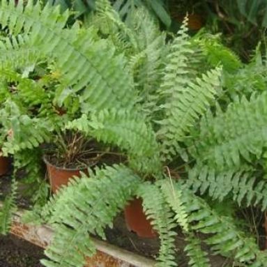 Папоротник комнатный: разновидности, фото, уход в домашних условиях