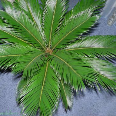 Цикас: подробное описание ухода за капризной пальмой в домашних условиях