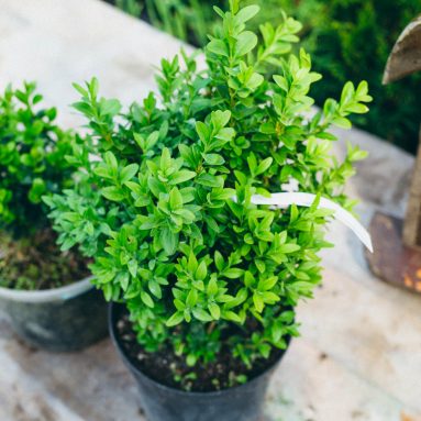 Как вырастить вечнозеленый самшит: советы опытных садоводов