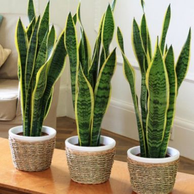 Какой вред или польза от цветка «Щучий хвост»