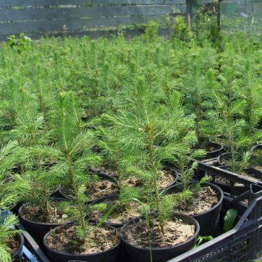 Как можно вырастить саженец ели: размножение семенами или ветками