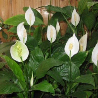 Почему спатифиллум выпускает только листья и не цветет?