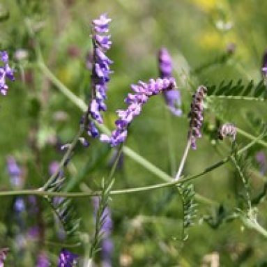 Дикорастущая люцерна: сорта, выращивание растения, фото