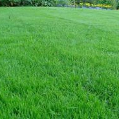 Виды трав для газона: выбираем самую лучшую