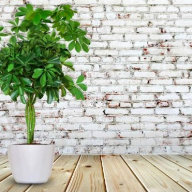 Шефлера: уход за цветком в домашних условиях, фото видов