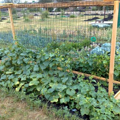 Как изготовить шпалеру для огурцов своими руками