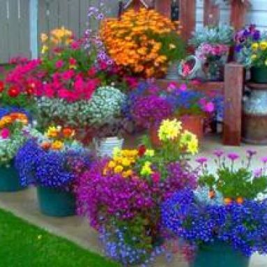 Растения во дворе. Описание и названия