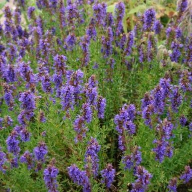 Иссоп или синий зверобой: выращивание из семян, уход и фото