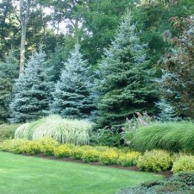 Ландшафтный дизайн с декоративной сизой елью