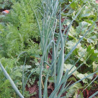 Схема посадки овощей на дачном огороде