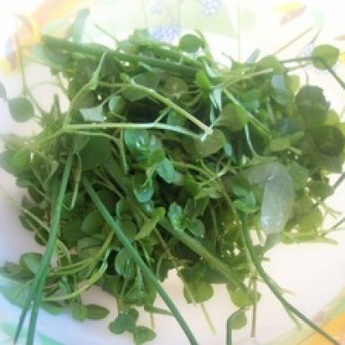 Вред и польза сорняков