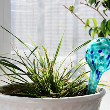 Какие цветы зимой могут прожить и без постоянного полива