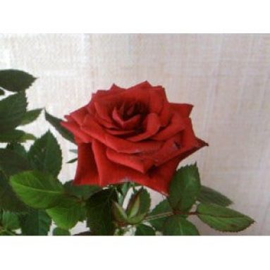 Что сделать, чтобы букет роз превратился в куст на подоконнике