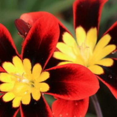 Спараксис: виды, фото, посадка и уход в открытом грунте