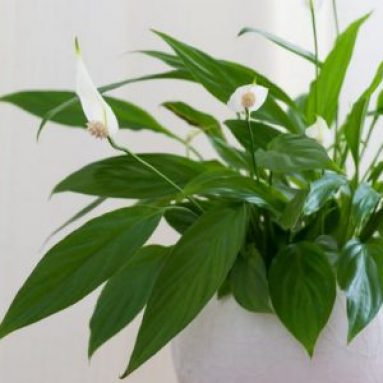 Женское счастье — спатифиллум. На что обращать внимание при выборе растения