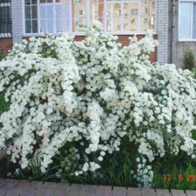 Спирея на дачном участке