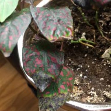 Почему у комнатных растений сохнут кончики листьев