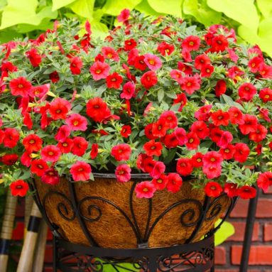 Цветы сурфиния и петуния — сорта, в чём разница и фото