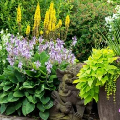 Тенелюбивые многолетние и однолетние цветы в саду, цветущие все лето